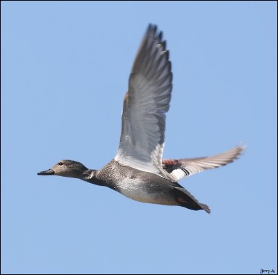 Male Gadwall