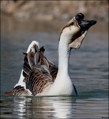 African Goose