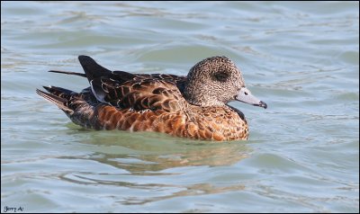 American Wigeon Female