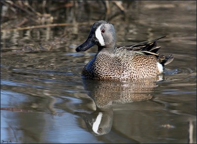 Male Blue-Winged Teal