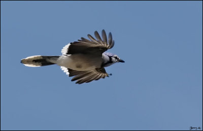 g3/88/642388/3/96161462.FiDS4Cg0.jpg
