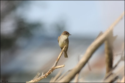 Eastern Phoebe