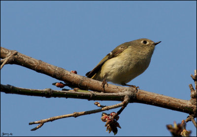 Ruby-crown Kinglet