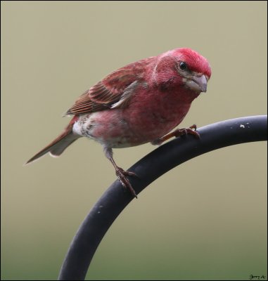 House Finch