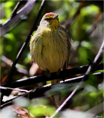 Palm Warbler