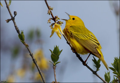 Yellow Warbler