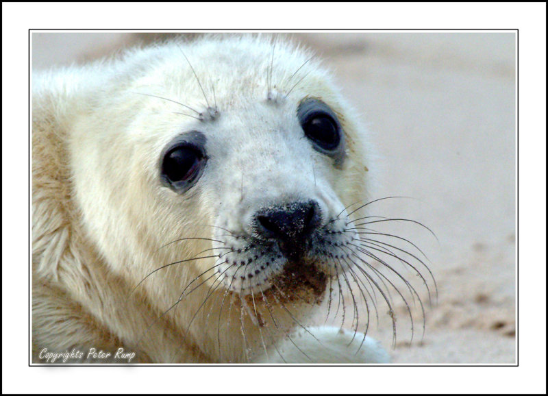 Young Seal.