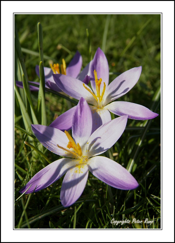 Crocus.