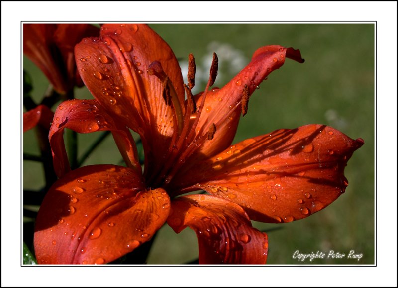 Orange Lily.