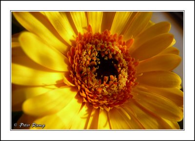 Yellow Flower.