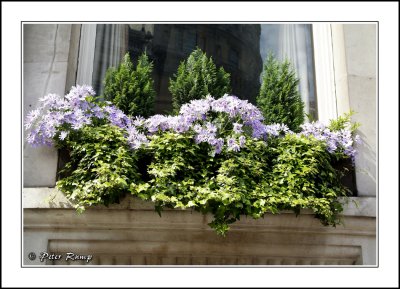 Window Box.