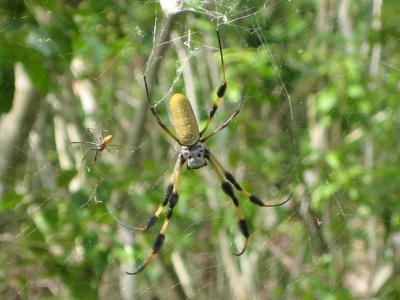 Golden-Silk spider