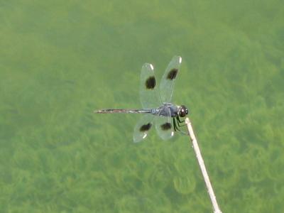 dragonfly=freedom