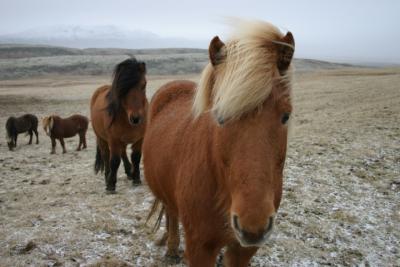 Icelandic Horses at Hella