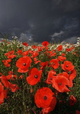More poppies