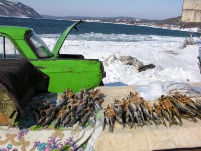 Local fish market selling Omul the Baikals endemic delicacy