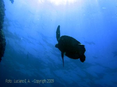 Mais uma foto de Tartaruga Marinha