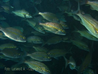 Cardume sob pedras nas piscinas