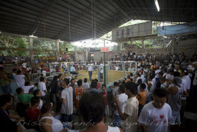 1 Cockfight in Valencia Philippines