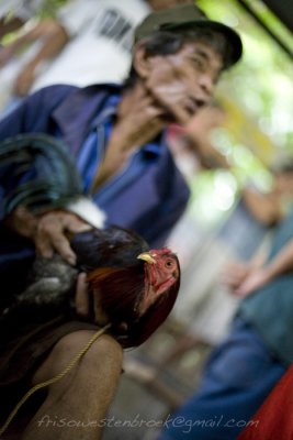 6 Cockfight in Valencia Philippines