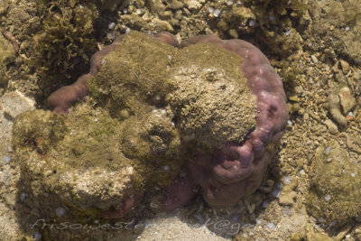 4 Corals Negros Oriental Philippines