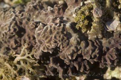 6 Corals Negros Oriental Philippines