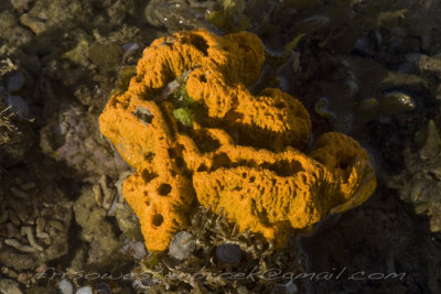 8 Corals Negros Oriental Philippines