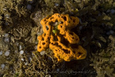 9 Corals Negros Oriental Philippines