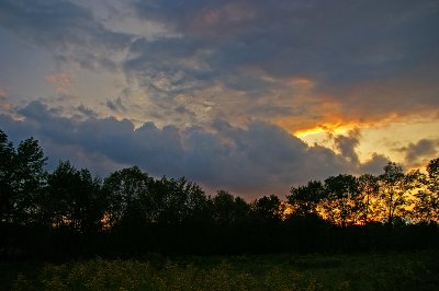 Fields of Gold