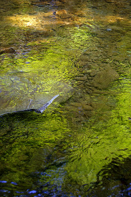Creek Reflections