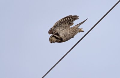 Hawk Owl