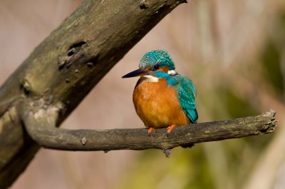 Kingfisher