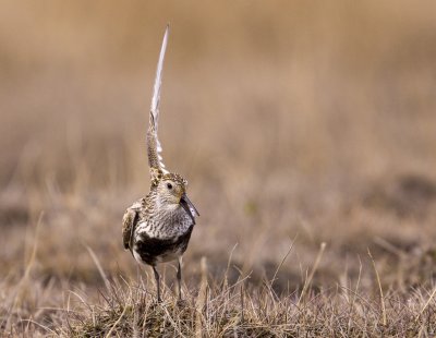 Dunlin