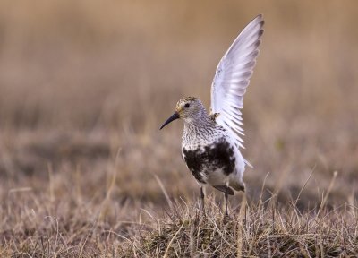 Dunlin