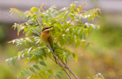 Blue tailed bee-eater