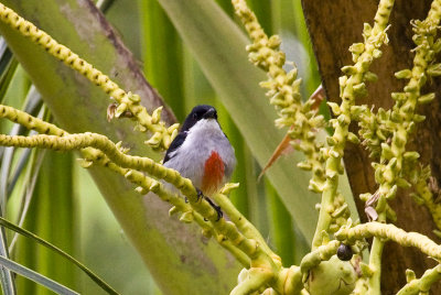 Red-keeled Flowerpecker