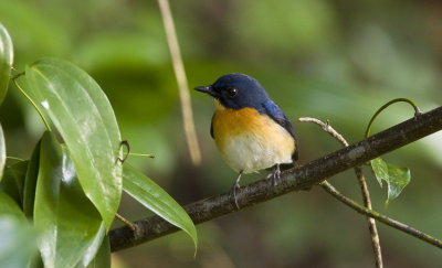 Mangrove Blue Flycatcher