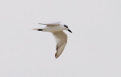 Gullbilled tern