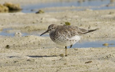 Greater Knot