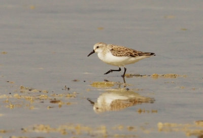 Red-necked Stint