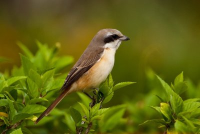 Brown Shrike