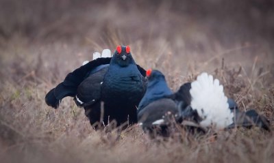 Black Grouse