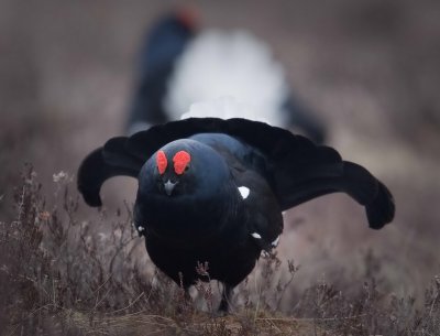 Black Grouse