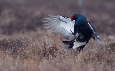 Black Grouse