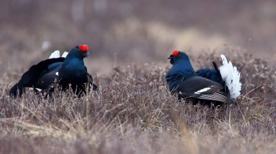 Black Grouse