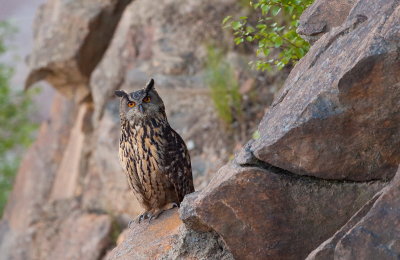 Eagle Owl