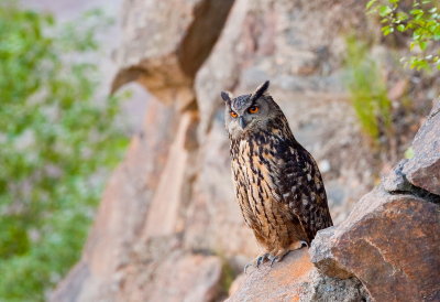 Eagle Owl