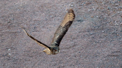 Eagle Owl