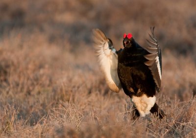 Black Grouse