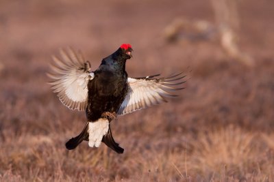 Black Grouse